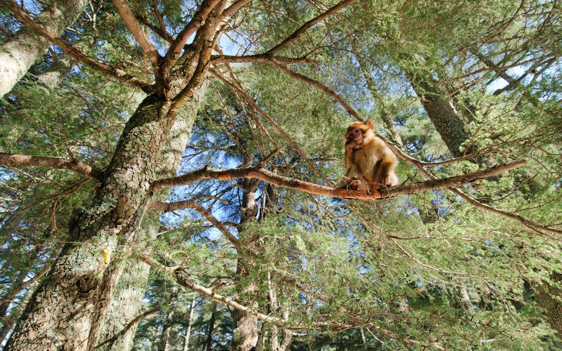 Great Experience – Fes Atlas Middle day trip